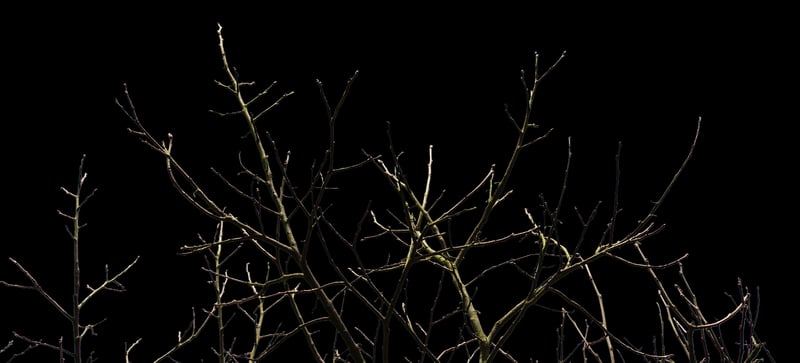 Branch Chandeliers