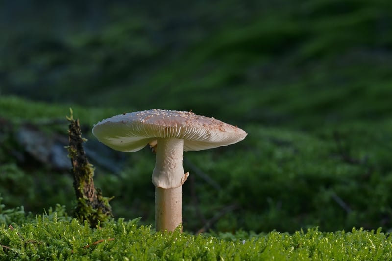 Enchanted Forest Glade