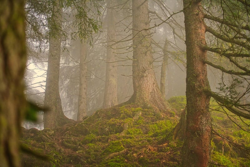 Forest Wedding Decor