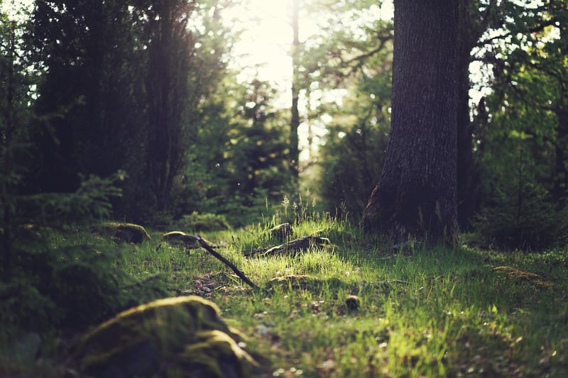 Whispering Woods Clearing